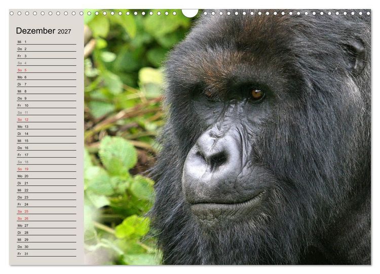 Produktbild: Berggorillas - die sanften Riesen (Wandkalender 2027 DIN A3 quer), CALVENDO Monatskalender