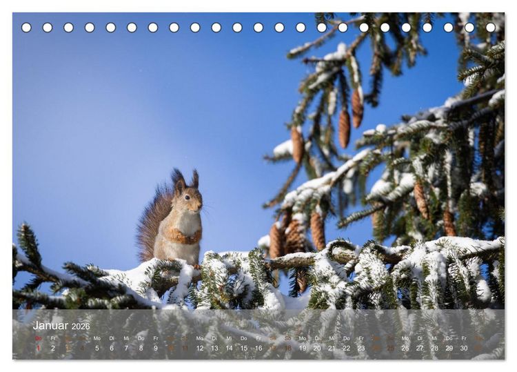 Produktbild: Bezaubernde Eichh&ouml;rnchen (Tischkalender 2026 DIN A5 quer), CALVENDO Monatskalender