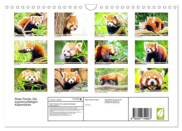 Produktbild: Roter Panda. Die superknuddeligen Katzenb&auml;ren (Wandkalender 2026 DIN A4 quer), CALVENDO Monatskalender