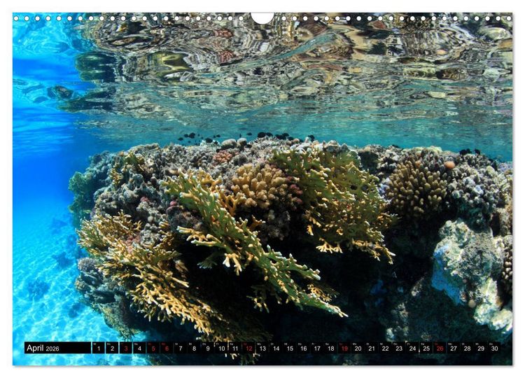 Produktbild: Rotes Meer Unterwasser (Wandkalender 2026 DIN A3 quer), CALVENDO Monatskalender
