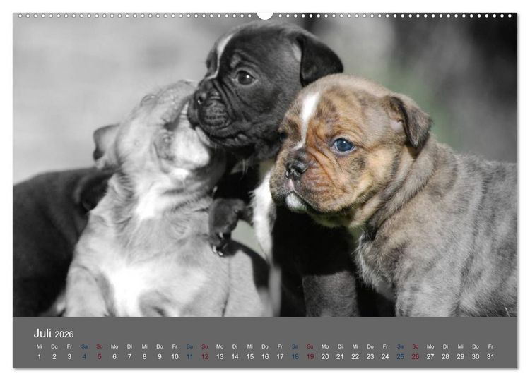 Produktbild: Bulldoggen-Zwerge (hochwertiger Premium Wandkalender 2026 DIN A2 quer), Kunstdruck in Hochglanz