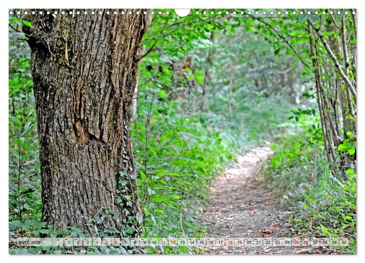 Produktbild: Au c&oelig;ur de la for&ecirc;t (Calendrier mural 2026 DIN A3 vertical), CALVENDO calendrier mensuel