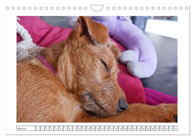 Produktbild: Chiara, ein junger Irish Terrier (Wandkalender 2026 DIN A4 quer), CALVENDO Monatskalender