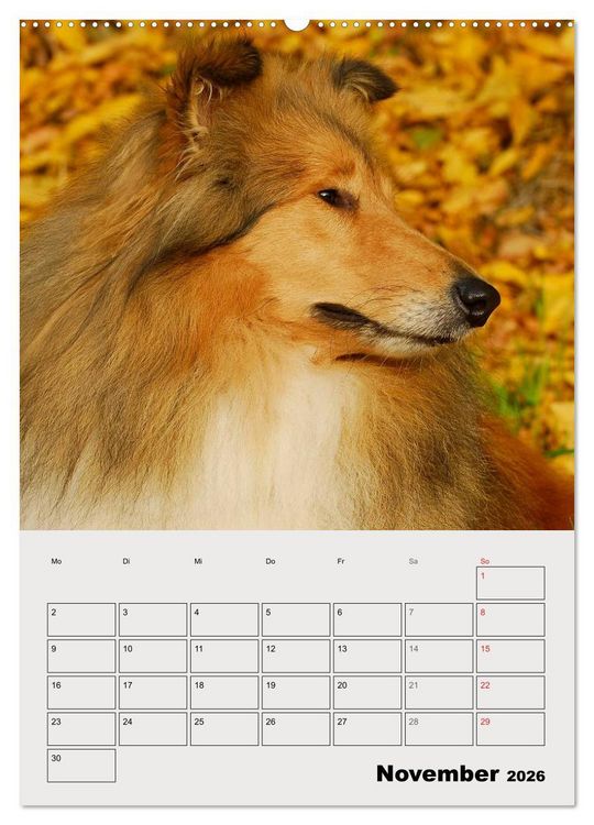 Produktbild: Collies - Freunde f&uuml;r&acute;s Leben (hochwertiger Premium Wandkalender 2026 DIN A2 hoch), Kunstdruck in Hochglanz