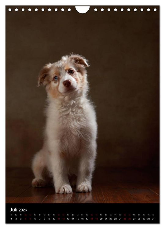 Produktbild: Geliebte Aussies - Australian Shepherds im Portrait (Wandkalender 2026 DIN A4 hoch), CALVENDO Monatskalender