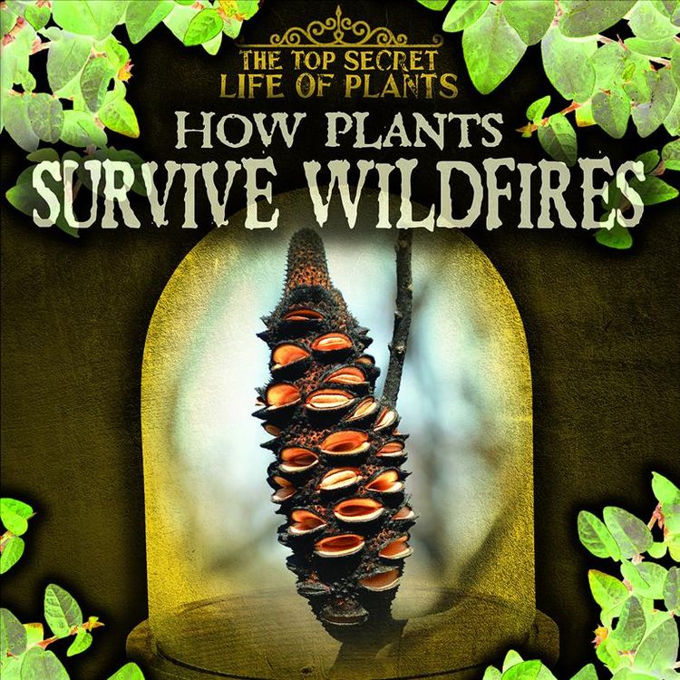 Produktbild: How Plants Survive Wildfires