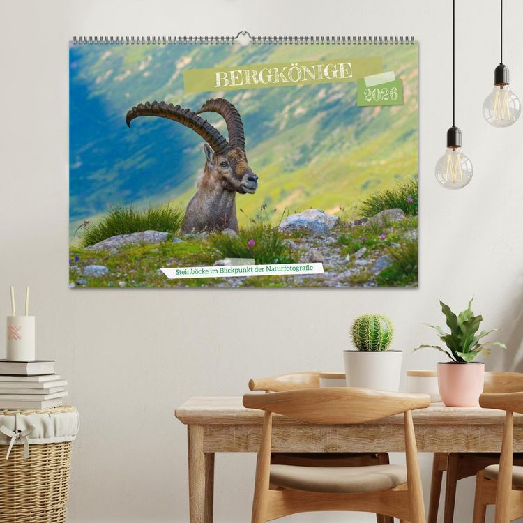 Produktbild: Bergk&ouml;nige - Steinb&ouml;cke im Blickpunkt der Naturfotografie (Wandkalender 2026 DIN A2 quer), CALVENDO Monatskalender