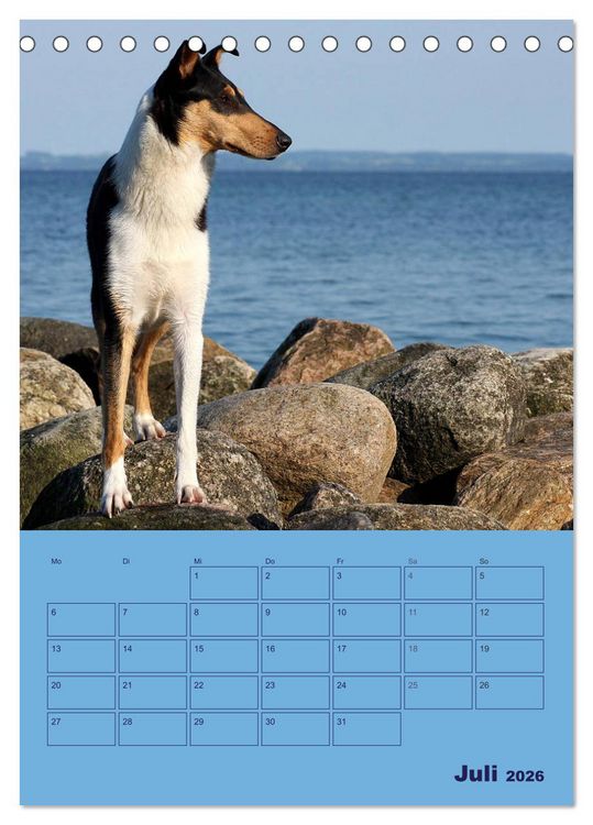 Produktbild: Kurzhaarcollies (Tischkalender 2026 DIN A5 hoch), CALVENDO Monatskalender