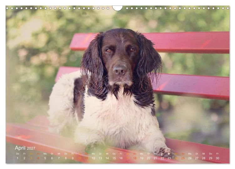 Produktbild: Faszination Jagdhund - Kleiner M&uuml;nsterl&auml;nder (Wandkalender 2027 DIN A3 quer), CALVENDO Monatskalender