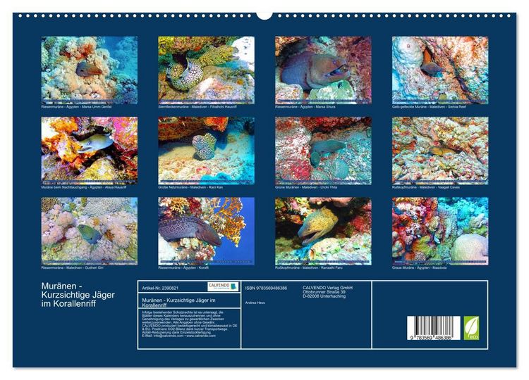Produktbild: Mur&auml;nen - Kurzsichtige J&auml;ger im Korallenriff (hochwertiger Premium Wandkalender 2027 DIN A2 quer), Kunstdruck in Hochglanz