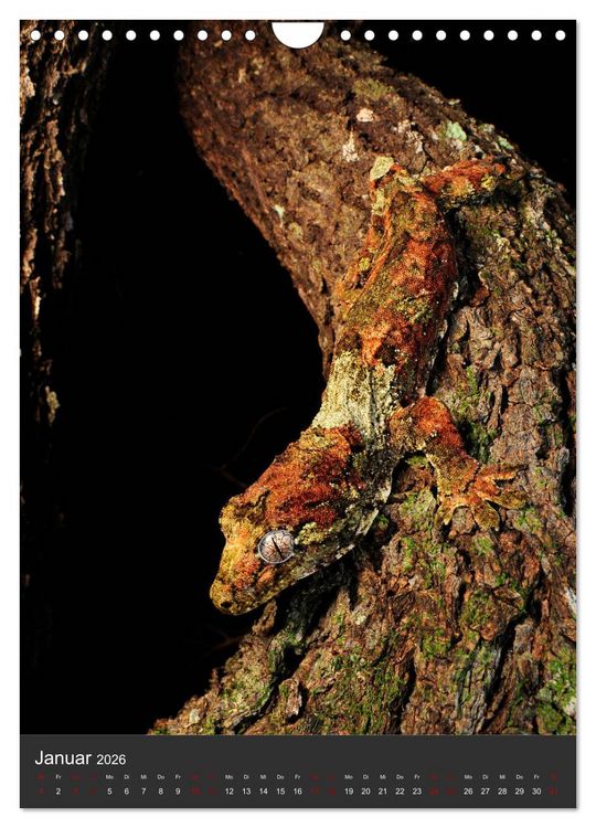 Produktbild: GECKOS (Wandkalender 2026 DIN A4 hoch), CALVENDO Monatskalender