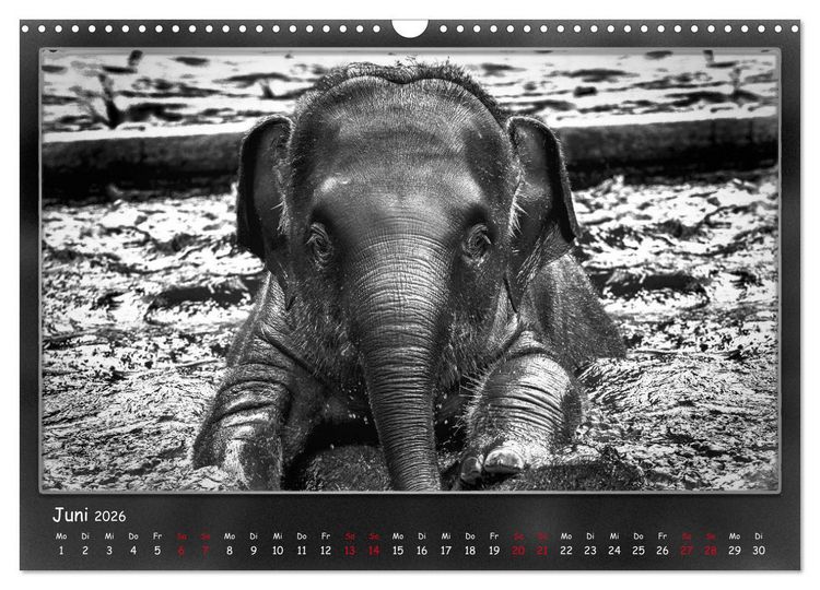 Produktbild: Tieren ins Gesicht geschaut (Wandkalender 2026 DIN A3 quer), CALVENDO Monatskalender