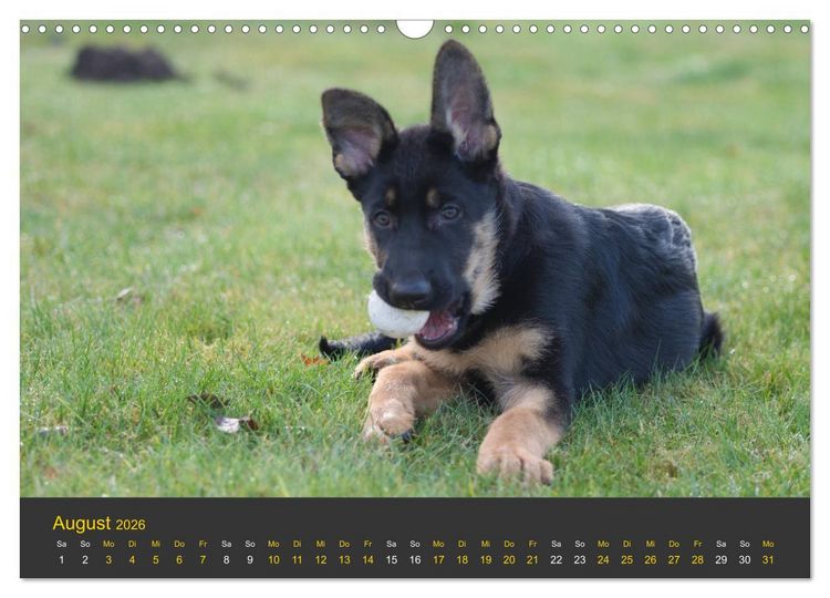 Produktbild: Deutscher Sch&auml;ferhund-Welpe - aus der Ostdeutschen Arbeitslinie (Wandkalender 2026 DIN A3 quer), CALVENDO Monatskalender