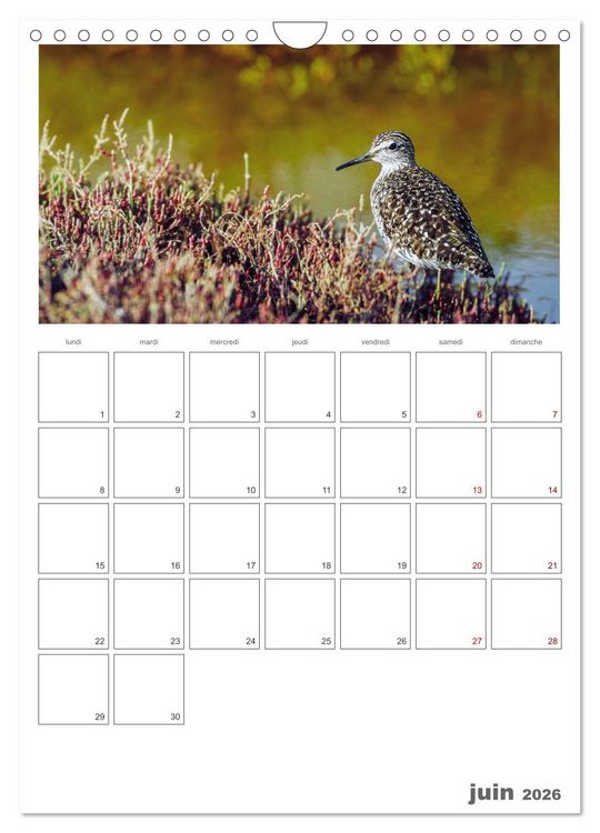 Produktbild: Notre nature sauvage, oiseaux aquatiques d'Europe (Calendrier mural 2026 DIN A4 horizontal), CALVENDO calendrier mensuel