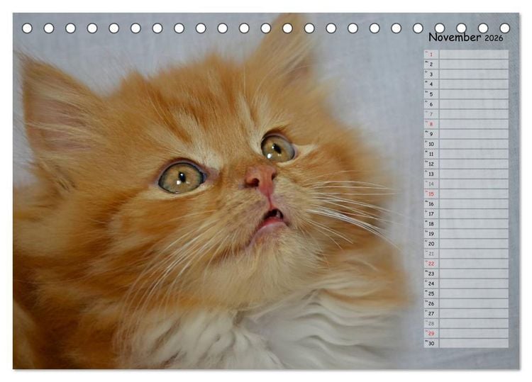 Produktbild: Katzen im Portr&auml;t / Geburtstagskalender (Tischkalender 2026 DIN A5 quer), CALVENDO Monatskalender
