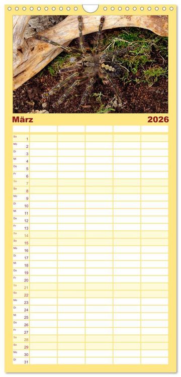 Produktbild: Familienplaner 2026 - Vogelspinnen - Tarantulas mit 5 Spalten (Wandkalender, 21 x 45 cm) CALVENDO