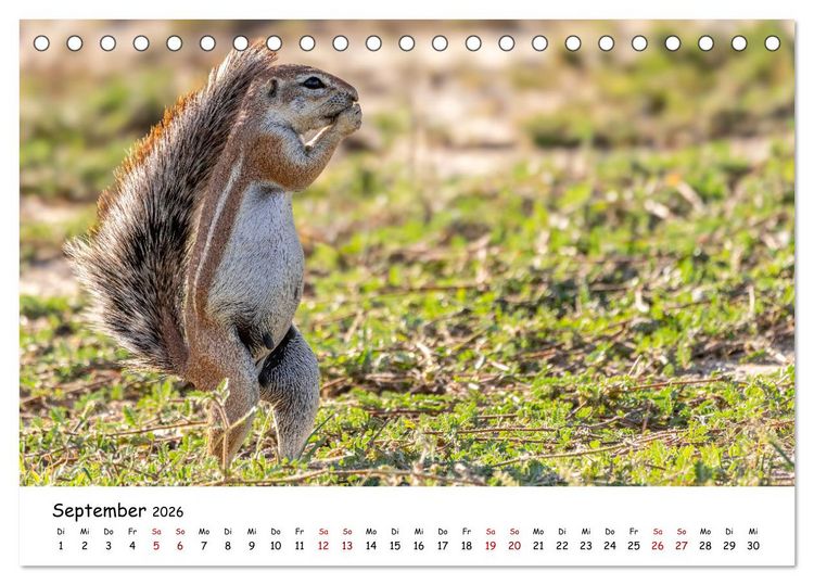 Produktbild: Afrikas kleine Stars (Tischkalender 2026 DIN A5 quer), CALVENDO Monatskalender