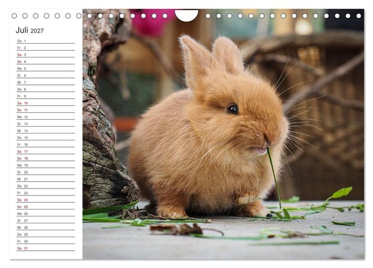 Produktbild: Eine gl&uuml;ckliche Kaninchenfamilie (Wandkalender 2027 DIN A4 quer), CALVENDO Monatskalender