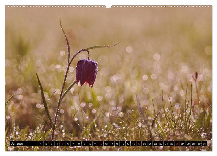 Produktbild: Die Schachbrettblume (hochwertiger Premium Wandkalender 2026 DIN A2 quer), Kunstdruck in Hochglanz