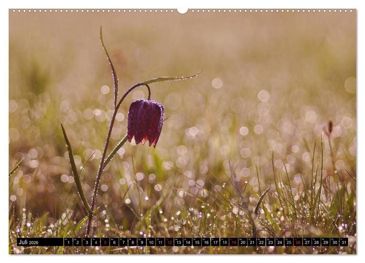 Produktbild: Die Schachbrettblume (Wandkalender 2026 DIN A2 quer), CALVENDO Monatskalender