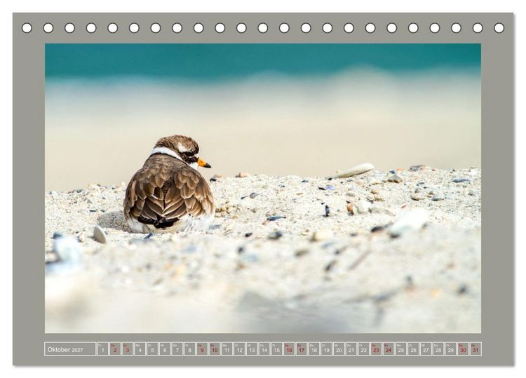 Produktbild: Limikolen - Watv&ouml;gel aus Europa (Tischkalender 2027 DIN A5 quer), CALVENDO Monatskalender