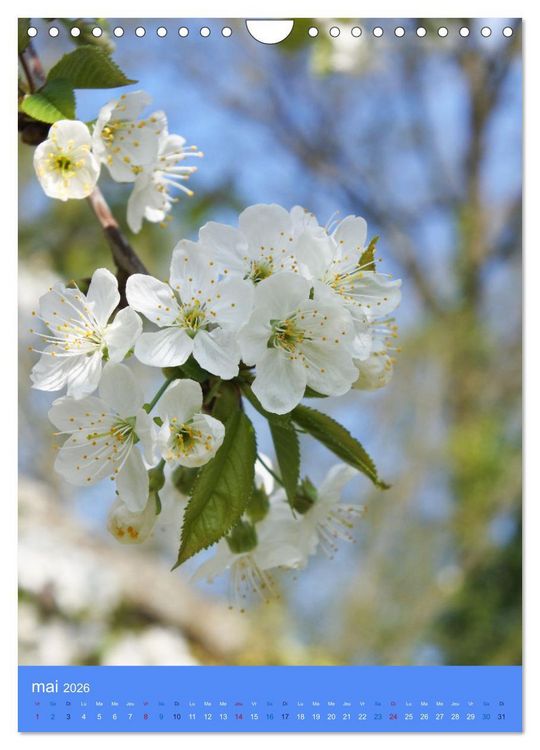 Produktbild: Senteurs florales (Calendrier mural 2026 DIN A4 horizontal), CALVENDO calendrier mensuel