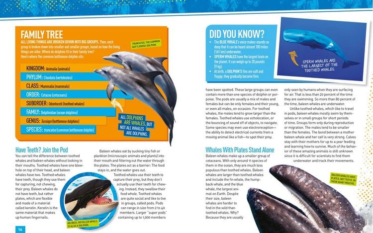 Produktbild: Absolute Expert: Dolphins
