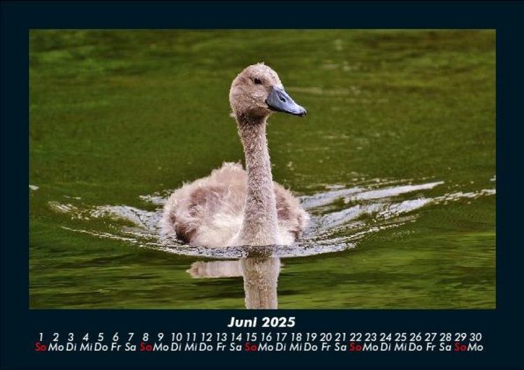 Produktbild: Welt der V&ouml;gel 2025 Fotokalender DIN A5