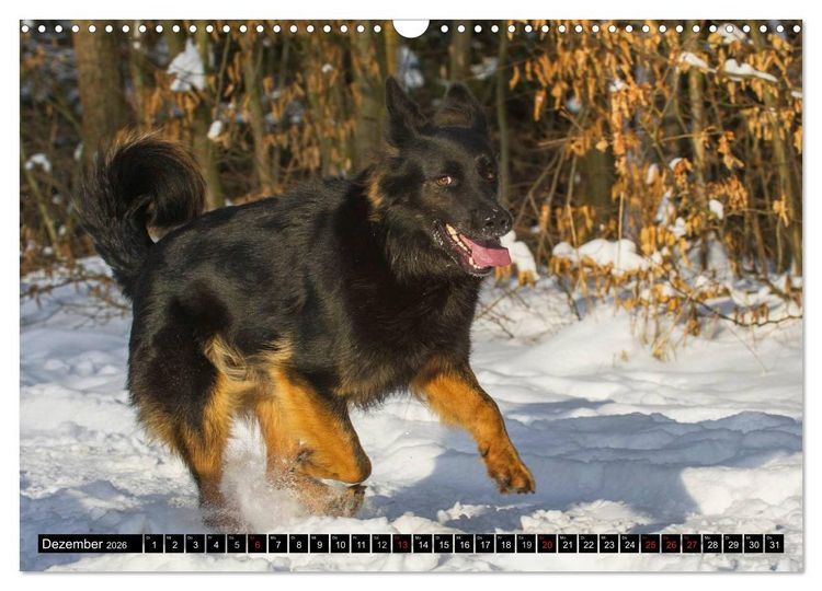 Produktbild: Altdeutsche H&uuml;tehunde - Fast vergessen (Wandkalender 2026 DIN A3 quer), CALVENDO Monatskalender