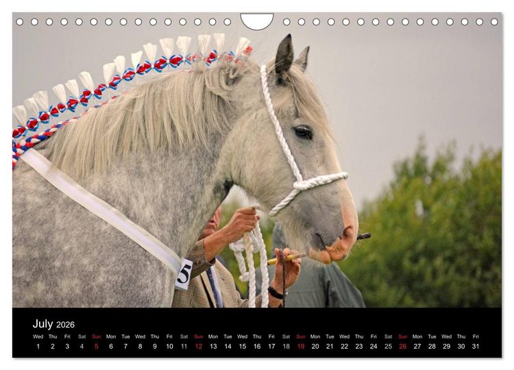 Produktbild: BIG BOLD AND BEAUTIFUL (Wall Calendar 2026 DIN A4 landscape), CALVENDO 12 Month Wall Calendar