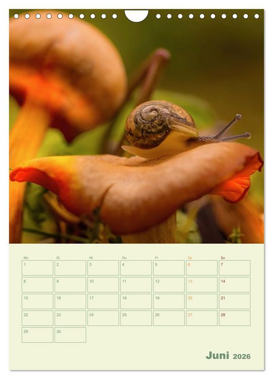 Produktbild: Waldmomente (Wandkalender 2026 DIN A4 hoch), CALVENDO Monatskalender