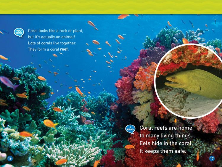Produktbild: In the Ocean (National Geographic Kids Readers, Level 1/Co-Reader)