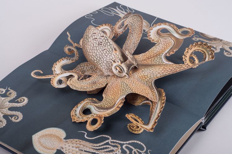 Wunderwesen aus der Tiefe. Ernst Haeckel