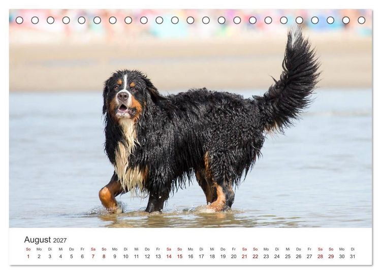 Produktbild: Freunde auf vier Pfoten am Strand (Tischkalender 2027 DIN A5 quer), CALVENDO Monatskalender