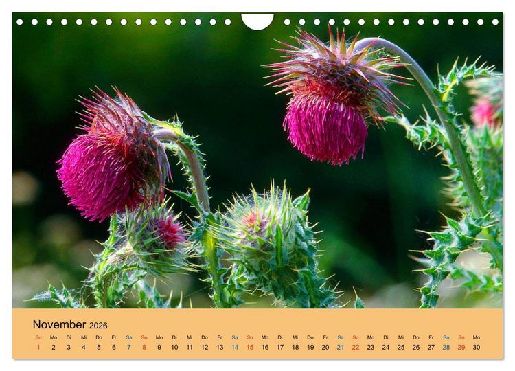 Produktbild: Wildblumen 2026 (Wandkalender 2026 DIN A4 quer), CALVENDO Monatskalender