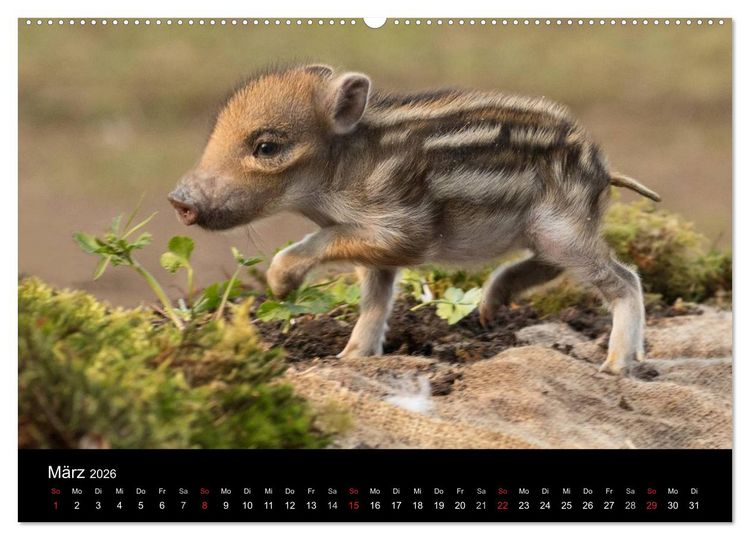 Produktbild: Wilde Heimat (hochwertiger Premium Wandkalender 2026 DIN A2 quer), Kunstdruck in Hochglanz