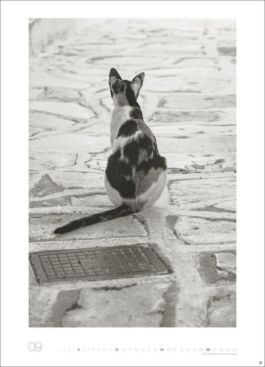 Produktbild: Cats Edition Kalender 2027