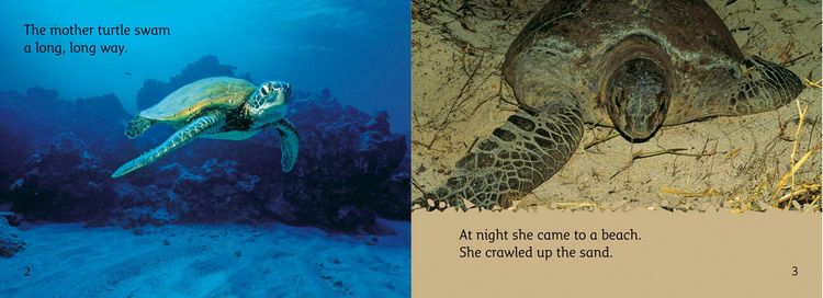 Produktbild: The Baby Turtle