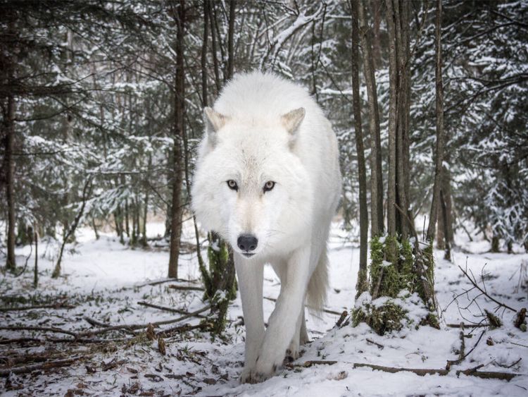 Produktbild: CALVENDO Puzzle John der wei&szlig;er Wolf | 1000 Teile Lege-Gr&ouml;&szlig;e 64x48cm Foto-Puzzle f&uuml;r gl&uuml;ckliche Stunden
