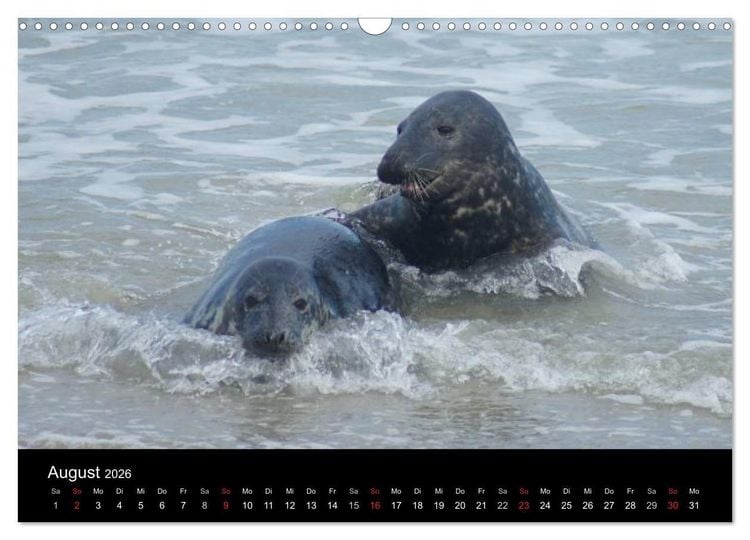 Produktbild: Verspielte Robben (Wandkalender 2026 DIN A3 quer), CALVENDO Monatskalender