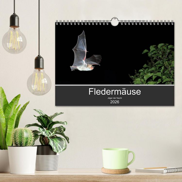 Produktbild: Flederm&auml;use - J&auml;ger der Nacht (Wandkalender 2026 DIN A4 quer), CALVENDO Monatskalender