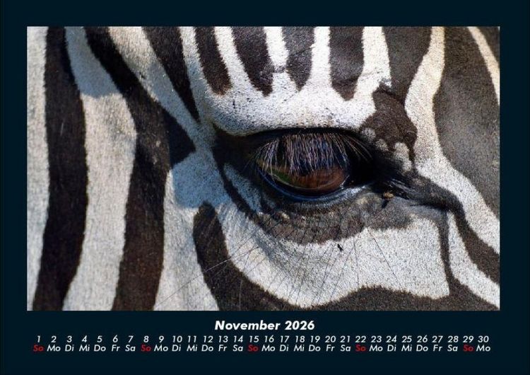 Produktbild: Zebrazauber 2026 Fotokalender DIN A4