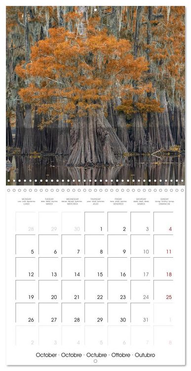 Produktbild: Mississippi Delta, Magic Swamps (Wall Calendar 2026 12 &times; 12 Inch) CALVENDO 12 Month Wall Calendar