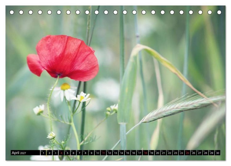 Produktbild: Mohnblumen (Tischkalender 2027 DIN A5 quer), CALVENDO Monatskalender