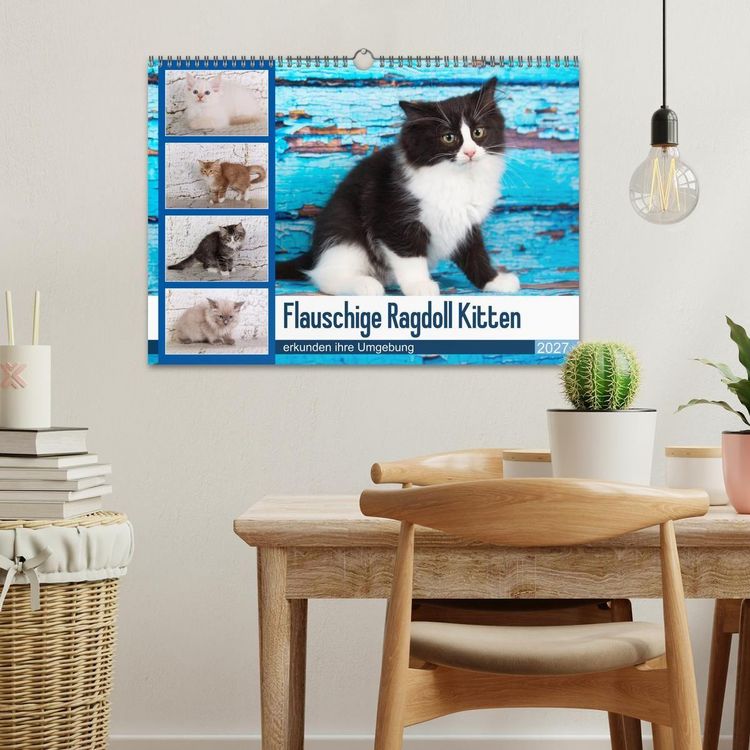 Produktbild: Flauschige Ragdoll Kitten (Wandkalender 2027 DIN A3 quer), CALVENDO Monatskalender