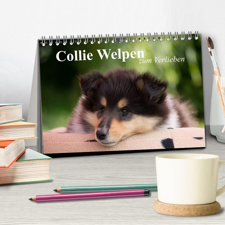 Produktbild: Collie Welpen zum Verlieben (Tischkalender 2026 DIN A5 quer), CALVENDO Monatskalender