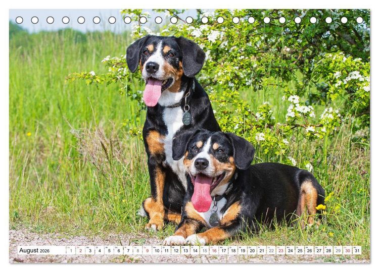 Produktbild: Schweizer Sennenhunde - die Hunde aus den Schweizer Alpen (Tischkalender 2026 DIN A5 quer), CALVENDO Monatskalender