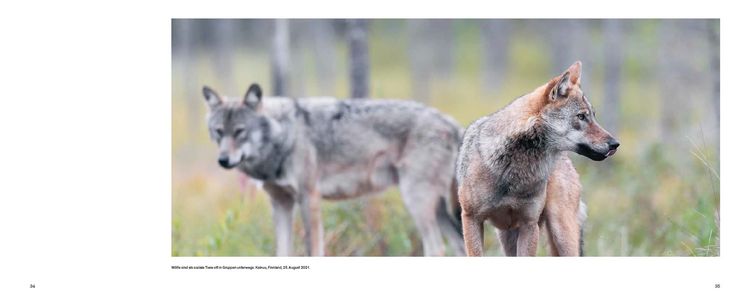 Produktbild: Der Wolf