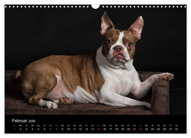 Produktbild: Colored Boston Terrier 2026 (Wandkalender 2026 DIN A3 quer), CALVENDO Monatskalender