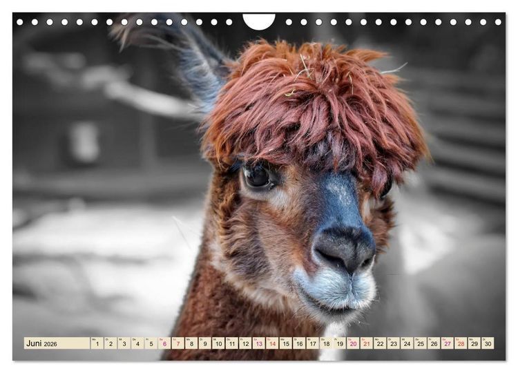 Produktbild: Alpaka Gesichter (Wandkalender 2026 DIN A4 quer), CALVENDO Monatskalender